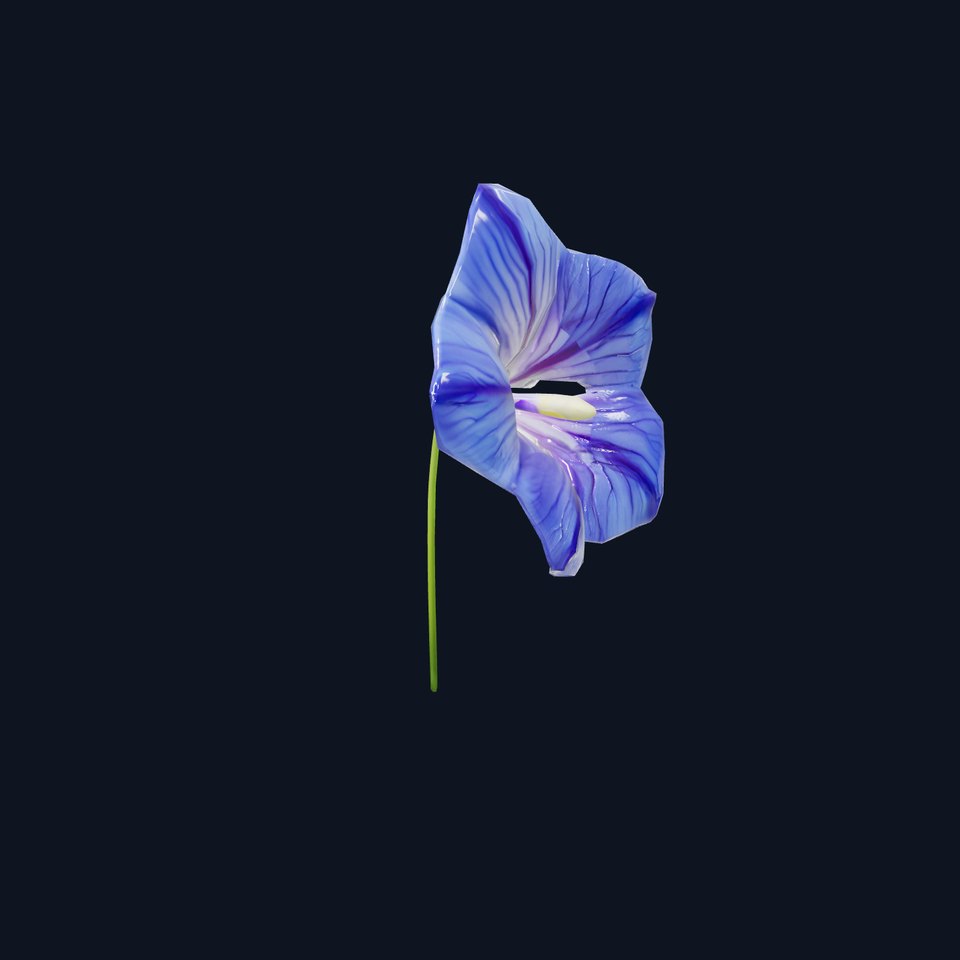 Blue Morning Glory model pack